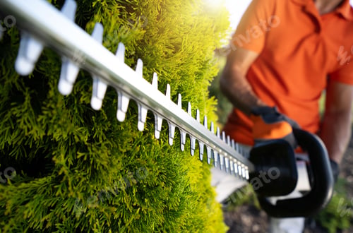 Preview: Person Trimming Green Hedge With Electric Hedge Trimmer on Sunny Afternoon