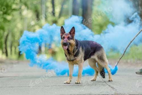 Preview: German shepherd dog outdoor. Dog with colorful smoke