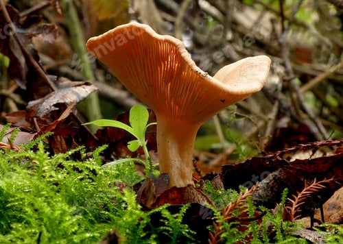 Preview: Closeup shot of Paxillus involutus mushroom