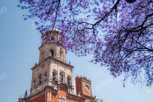 Preview: Jacaranda tree purple flowers background of Temple of San Francisco de Asis in Queretaro Mexico