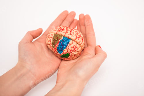 Preview: Cropped view of woman holding brain model with colored parts on white background, alzheimer disease