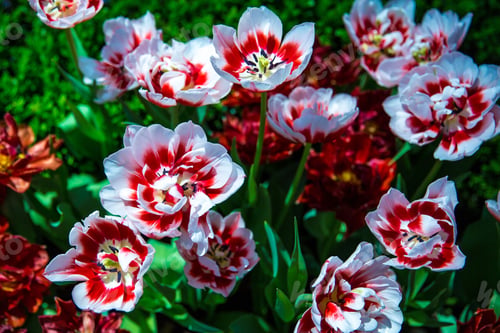 Preview: Vibrant red and white tulips in bloom.