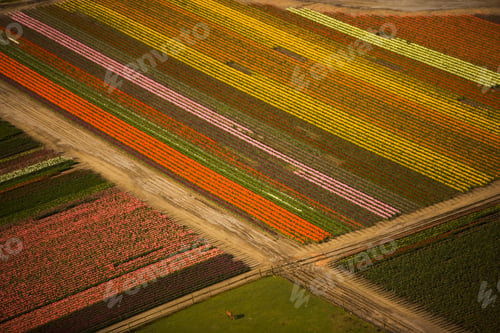 Preview: Tulips in bloom create a colourful pattern in the fields of Skagit Valley, Washington, seen from the
