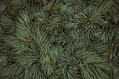 Preview: monochrome green background of spruce branches. Mockup for New Year's Christmas card.