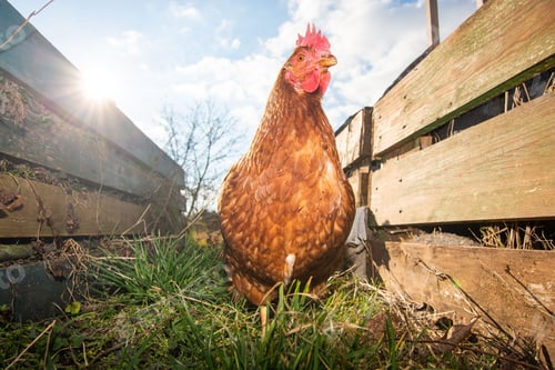Preview: Brown chicken on a hey with a wooden fence