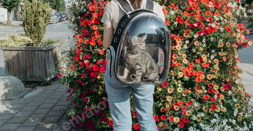 Preview: One beautiful kitten in a backpack on a girl s back.