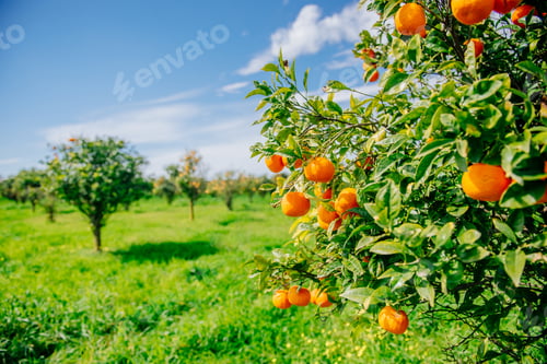 Preview: Orange - tree Park