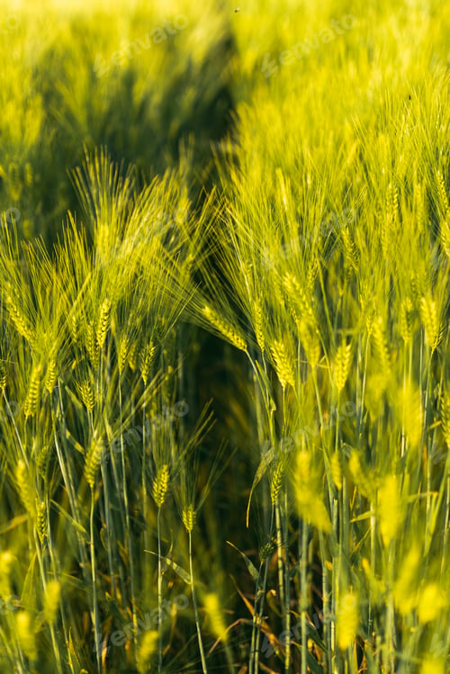 Preview: Green wheat on the field in spring. Selective focus, shallow DOF background.