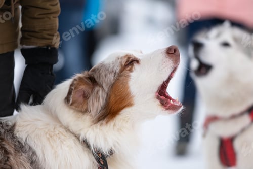 Preview: Husky dog howls and barks, funny pet. Funny pet on walking before sled dog training.