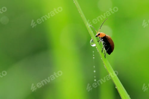 Preview: Ladybug
