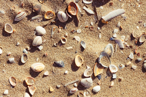 Preview: Sandy beach with seashells. Summer beach background.
