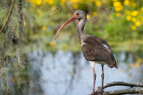 Preview: Juvenile White Ibis