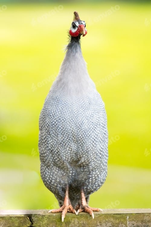 Preview: Helmeted Guineafowl