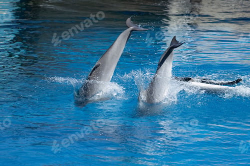Preview: Dolphins swimming and performing tricks in a crystal clear blue pool of a Dolphinarium