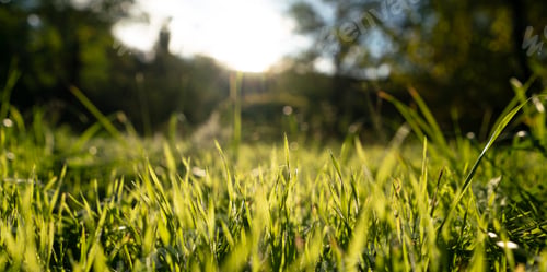 Preview: a summer meadow with green grass, macro view with sun rays background