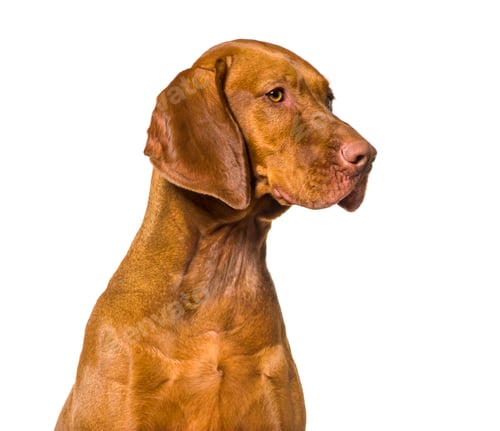 Preview: Vizla against isolated on white
