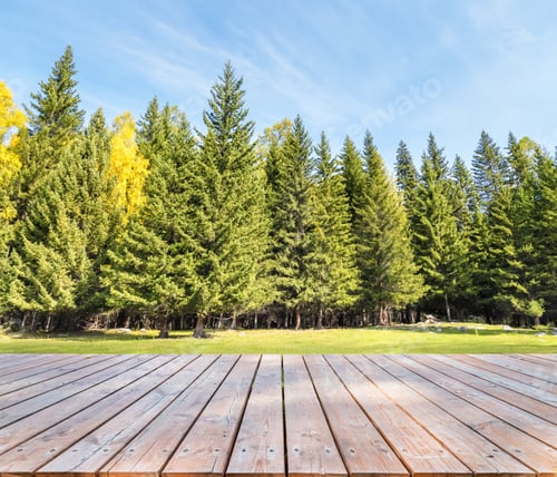 Preview: beautiful forest background