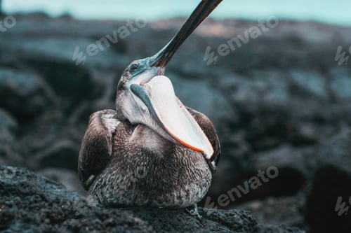 Preview: Exotic bird