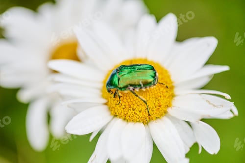 Preview: Matricaria chamomile with metallic green beetle on yellow disk flower