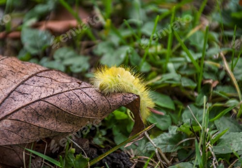 Preview: Close-up phoof colorful green and yellow caterpillar on brown leaf in grass.