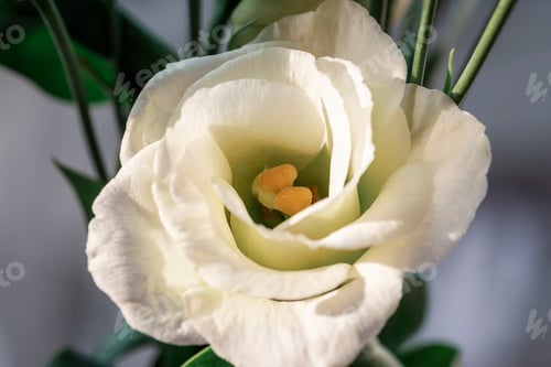 Preview: Eustoma grandiflorum white flower, closeup. Spring festive background