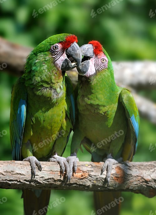 Preview: Parrot bird sitting on the branch
