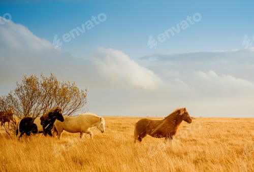 Preview: Wild horses in golden field