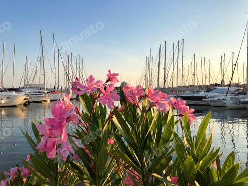 Preview: Flowers and sailboats