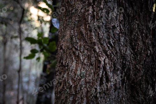 Preview: Trunk