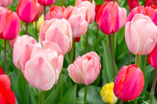 Preview: Various Tone Pink Tulips Flowers Close Up Blooming In A Park. Spring Floral Background.