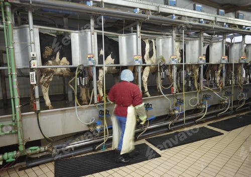 Preview: Automatic Milking System Ams Industry Cow Farm
