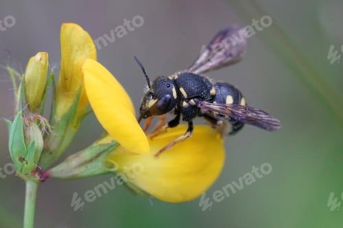 Preview: Anthidiellum strigatum, one of the small rotund resin bees, on t