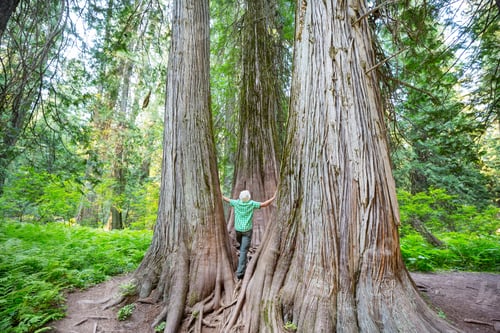 Preview: Sequoia