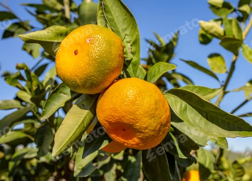 Preview: Fresh organik agriculture; tangerine tree. Turkey / Izmir