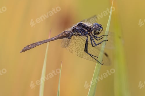 Preview: Black Darter Dragonfly basking in the Sun