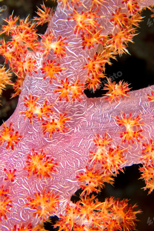 Preview: Multi-branched Trees Soft Coral, Bunaken National Marine Park,Indonesia