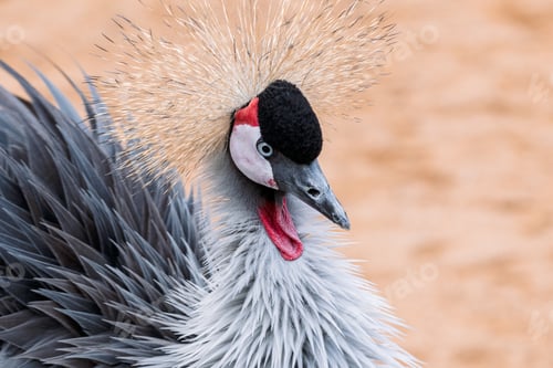 Preview: Close-up of crowned crane with vivid plumage