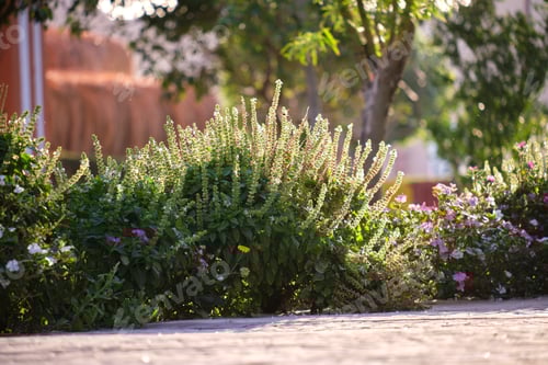 Preview: Green shrubs with bright blooming flowers growing in tropical park