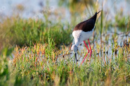 Preview: Himantopus himantopus or black-winged stilt on a wet weadow