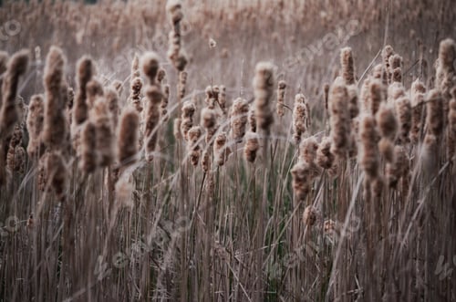 Preview: Reeds