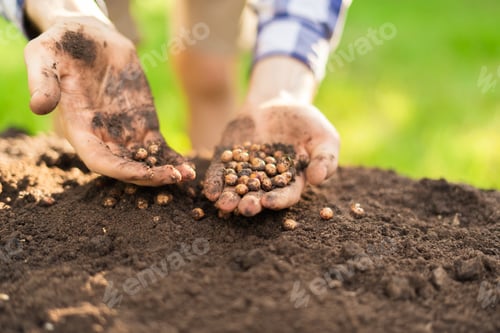 Preview: farmer hands holding the seeds to plant them into soil