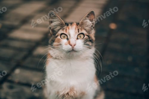 Preview: A street cat on a walk