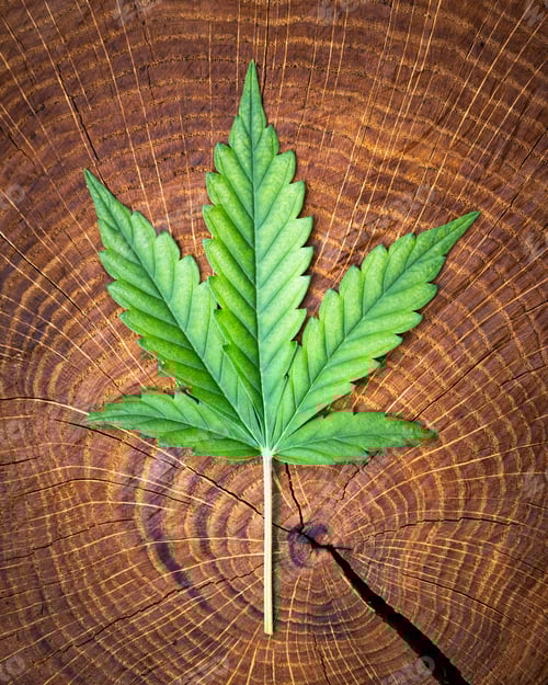 Preview: Fresh green leaf of cannabis marijuana on wooden stump