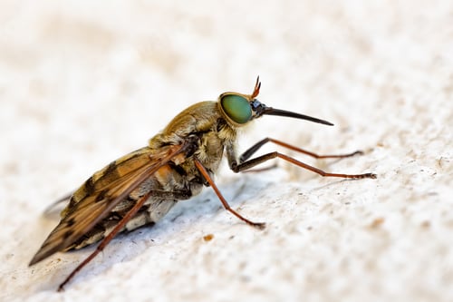 Preview: sitting fly