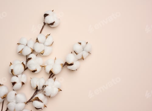 Preview: White cotton flower on pastel beige paper background, overhead