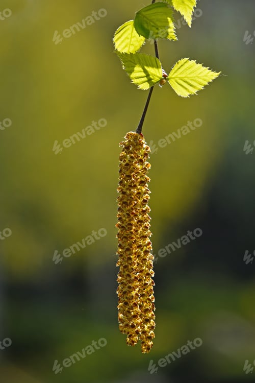 Preview: Fresh birch tree buds and leaves over green