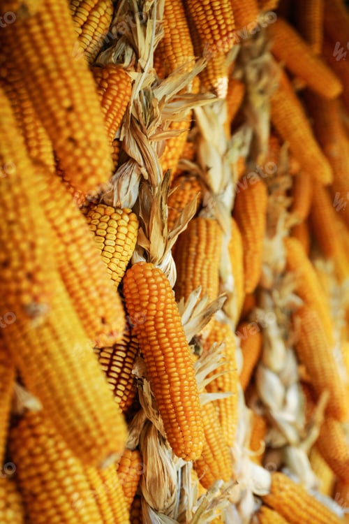 Preview: Wall with dried corn cobs, selective focus