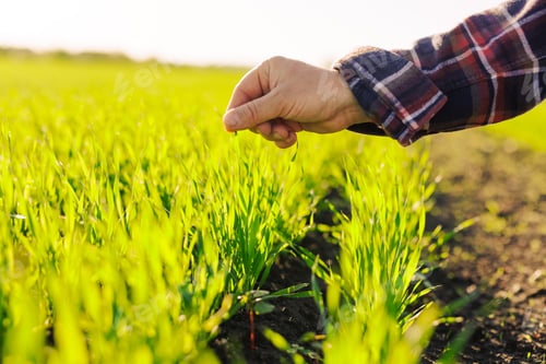 Preview: an agronomist checks young shoots in the field. Agriculture concept.