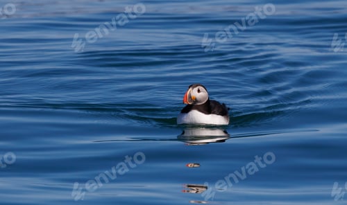 Preview: Atlantic Puffin off the Coast of Maine