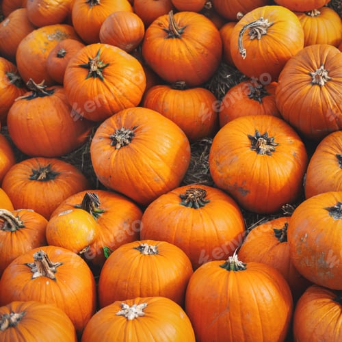 Preview: Pumpkin field with many pumpkins